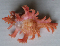 Chicoreus nobilis Shikama, 1977